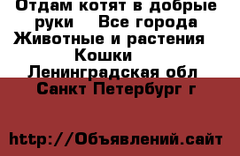 Отдам котят в добрые руки. - Все города Животные и растения » Кошки   . Ленинградская обл.,Санкт-Петербург г.